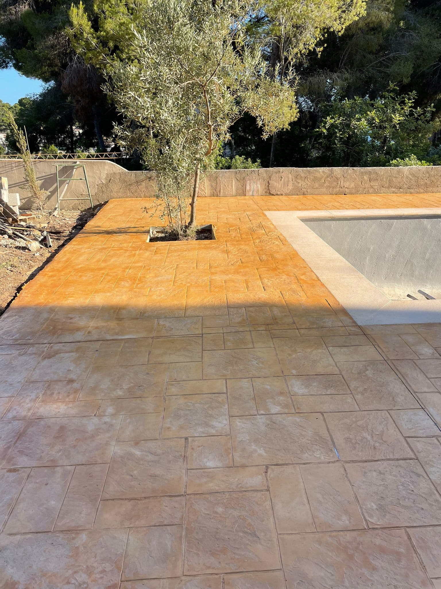 Olivo plantado en un alcorque abierto en el pavimento de hormigón impreso ocre, junto a la esquina de la piscina.